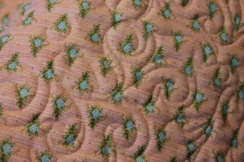 Floral Magic Quilt, photo 22 of 22